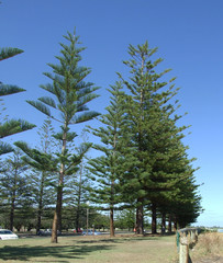 Pine cone tree