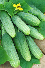 Harvest of cucumbers on old timber