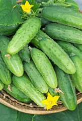 Harvest of cucumbers