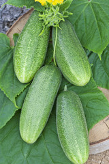 Harvest of cucumbers on leaves