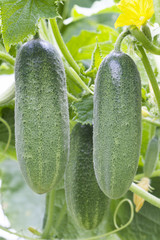 Two cucumbers growing in a greenhouse