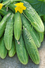 Harvest of green long cucumbers on old timber