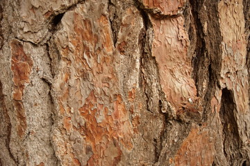 pine tree skin / nature texture background