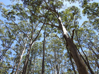 Tall trees