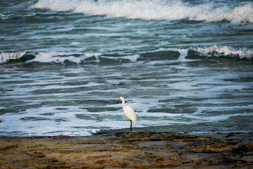 Great Egret (Ardea alba) hunting by the sea shore