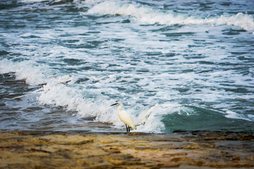 Great Egret (Ardea alba) hunting by the sea shore
