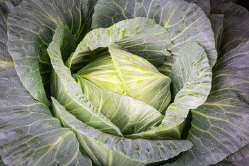 Obraz premium Cabbage in the garden.