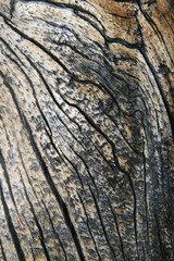 cracked wood grain