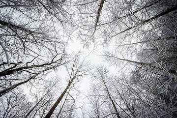 Obraz premium Trees Looking Up