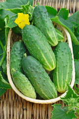 Harvest of cucumbers