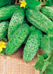 Harvest of cucumbers