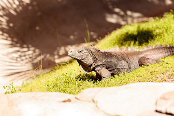Cuban iguana known as Cyclura nubila nubile