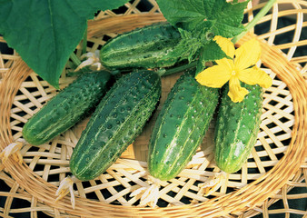 Harvest of green cucumbers