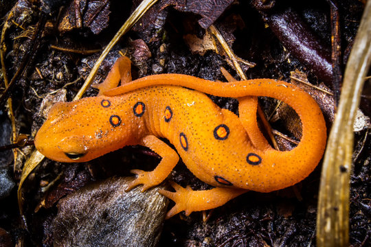 Orange Newt