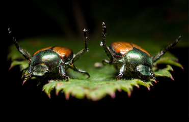 Japanese Beetles on Leaf