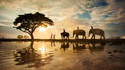 Fototapeta na wymiar The elephants walking under a big tree in silhouette , Thailand
