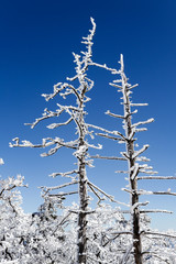the hoarfrost on the tree on the high mountain.
