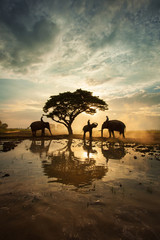 The elephants walking under a big tree in silhouette , Thailand - 138772480