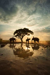 Fotobehang De olifanten lopen onder een grote boom in silhouet, Thailand © patchiya
