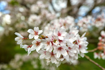 cherry tree blossoms in april