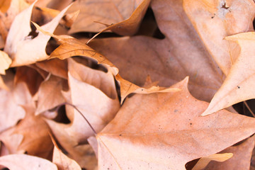 Leaves Background