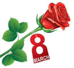 International Women's Day, postcard with red rose. 8 March