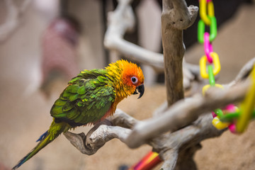 Sun fancy conure colorful parrot from the side with green feathers perched on branches