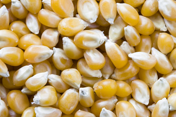 yellow popcorn kernels