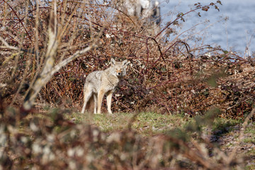 Coyote at winter