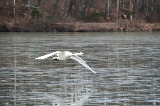Closeup of swan flying over lake during winter