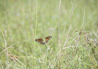 Gulf Fritillary Butterfly