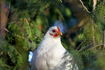 Huhn Ostern
