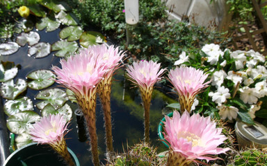 Kaktus Blüten am Teich