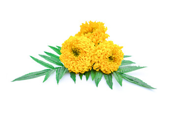 Close up marigold on white background