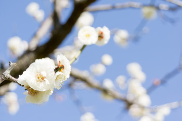 梅　花　日本