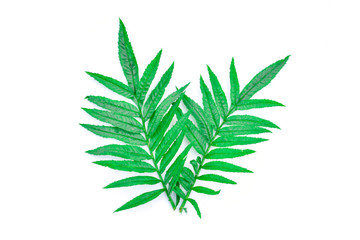 Close up green leaf marigold on white background