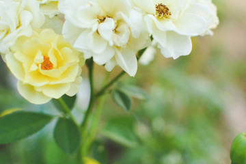 Obraz premium Cose up yellow rose on tree in garden
