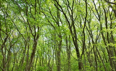 雑木林の新緑
