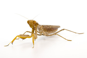 Image of brown mantis on white background. Insect.