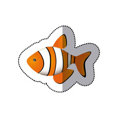 sticker colorful picture clownfish acuatic animal vector illustration