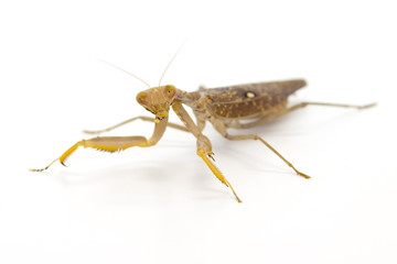 Image of brown mantis on white background. Insect.