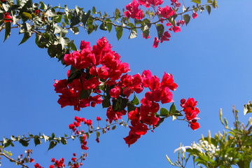 Branch of bougainvillea in the sky