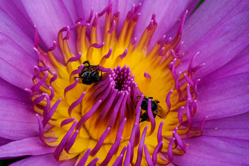 Close-up flower. A beautiful purple waterlily or lotus flower