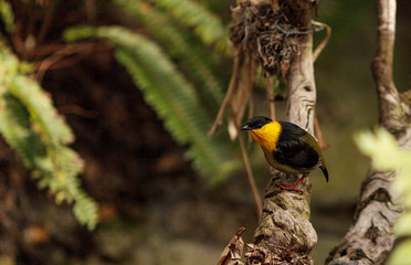 Golden collared manakin known as Manacus vitellinus