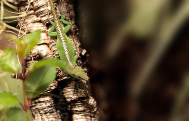 Green anole scientifically known as Anolis Carolinensis