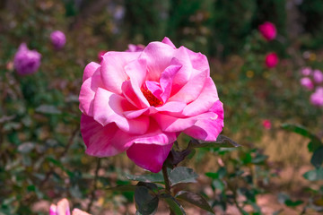 The pink rose