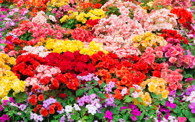 Beautiful colorful flowers