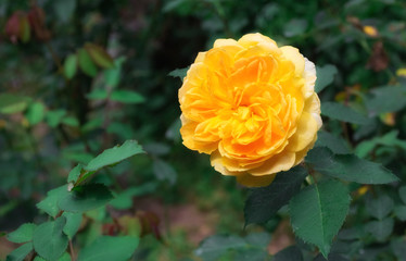 The yellow rose