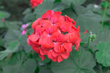The red geraniums flower