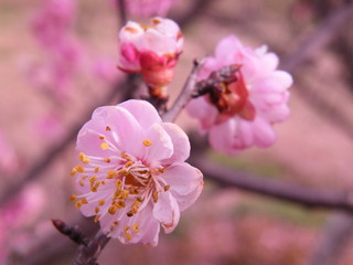 Flower cherry blossom. Pink and spring.